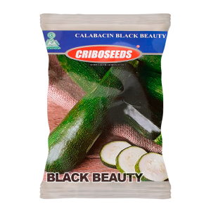 Zucchini Black Beauty