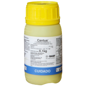 Cantus